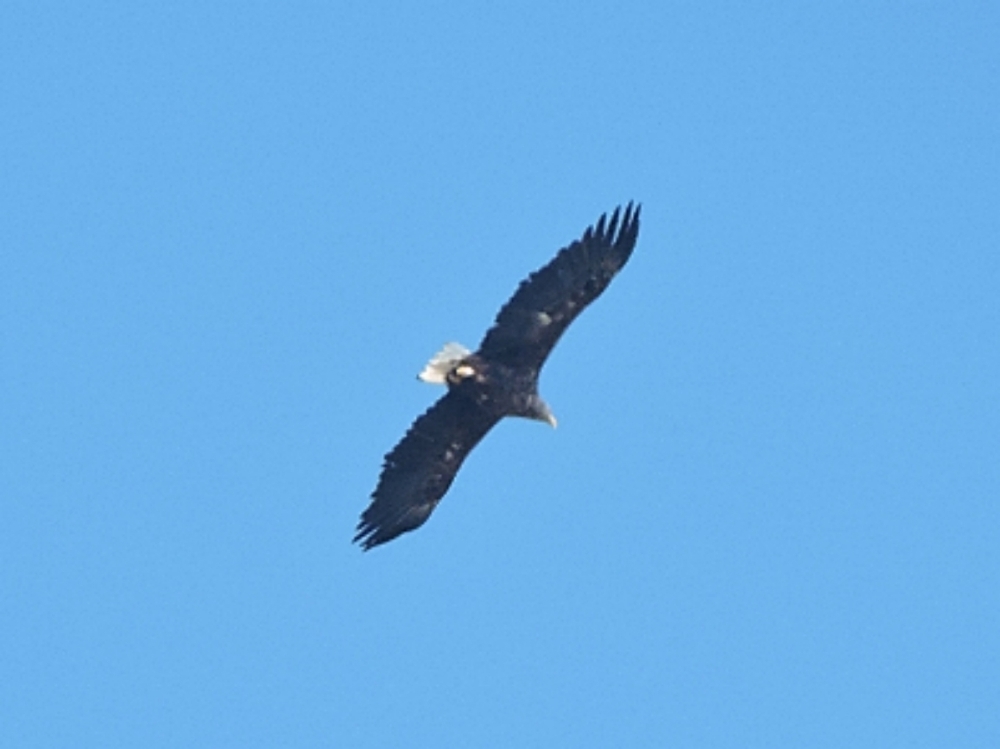 White-Tailed Eagle