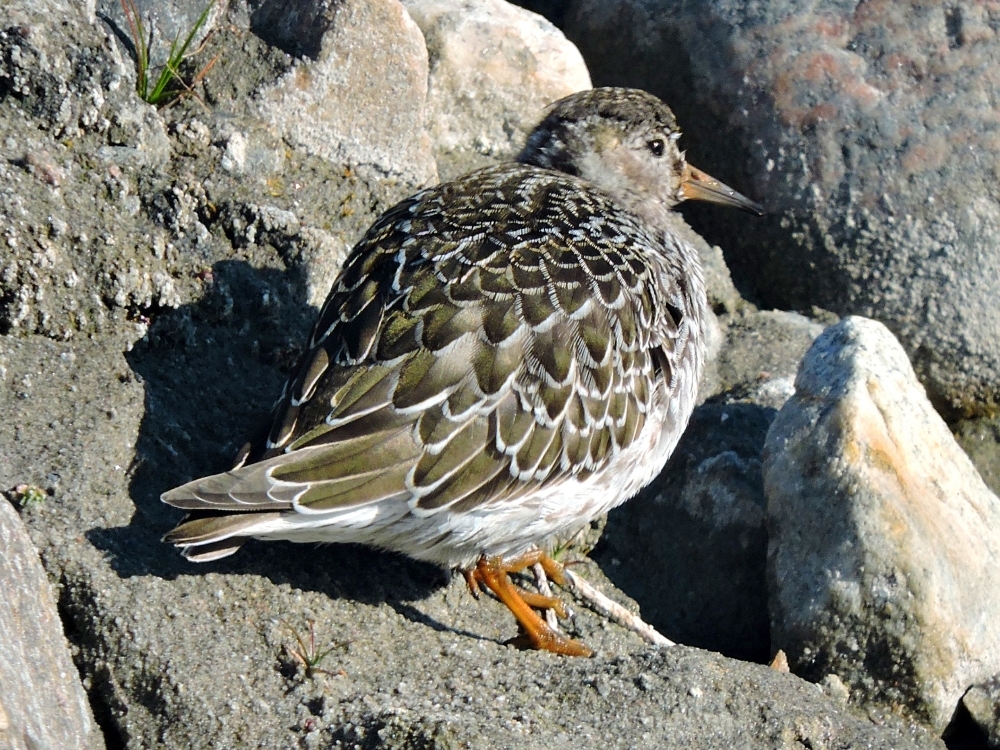 Purple Sandpiper