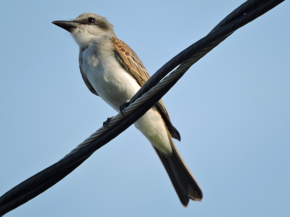 Gray Kingbird