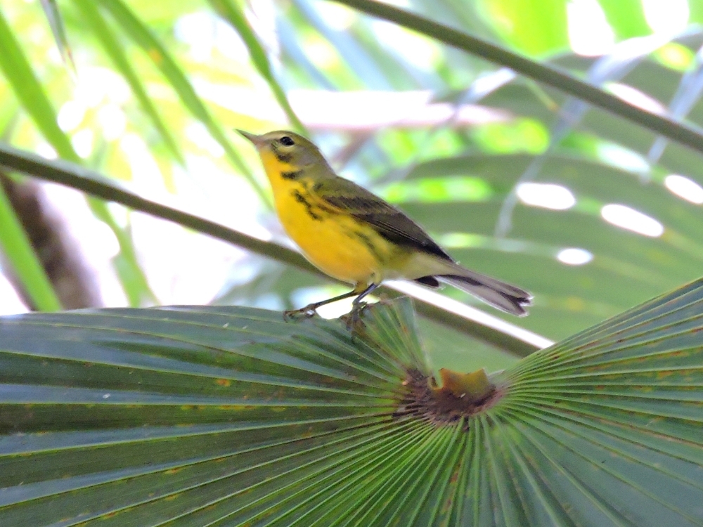 Prairie Warbler