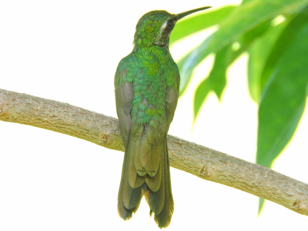 Cuban Emerald