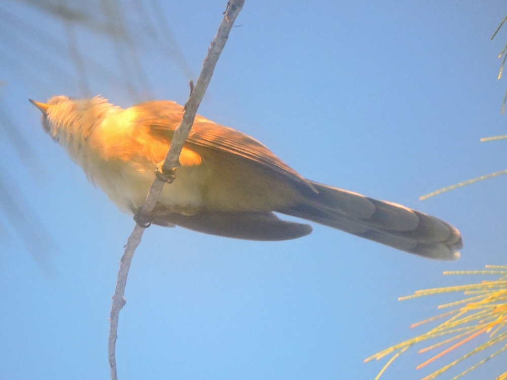 Mangrove Cuckoo