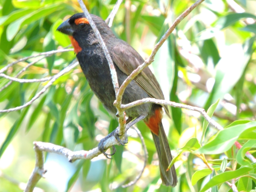 Greater Antillean Bullfinch