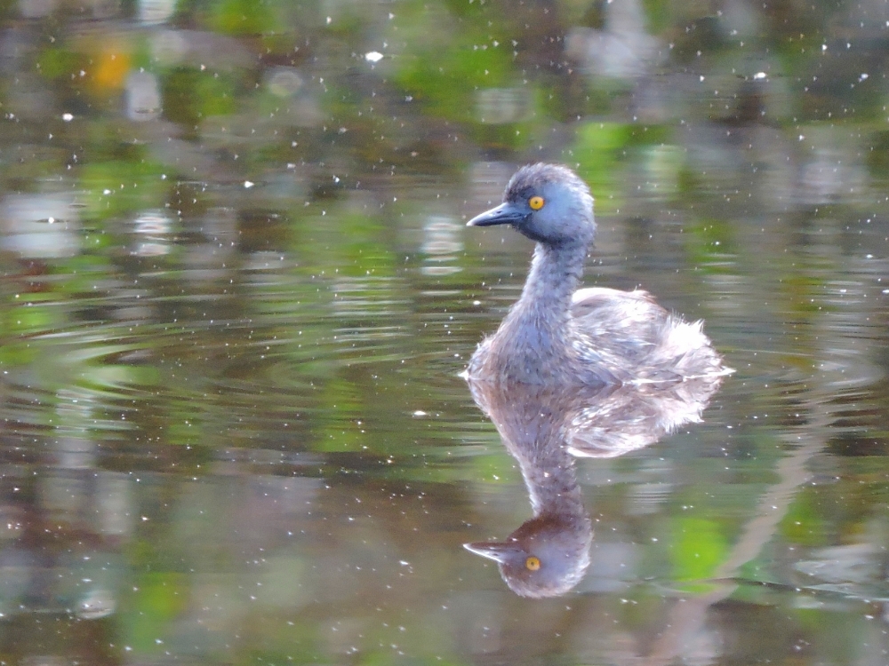 Least Grebe