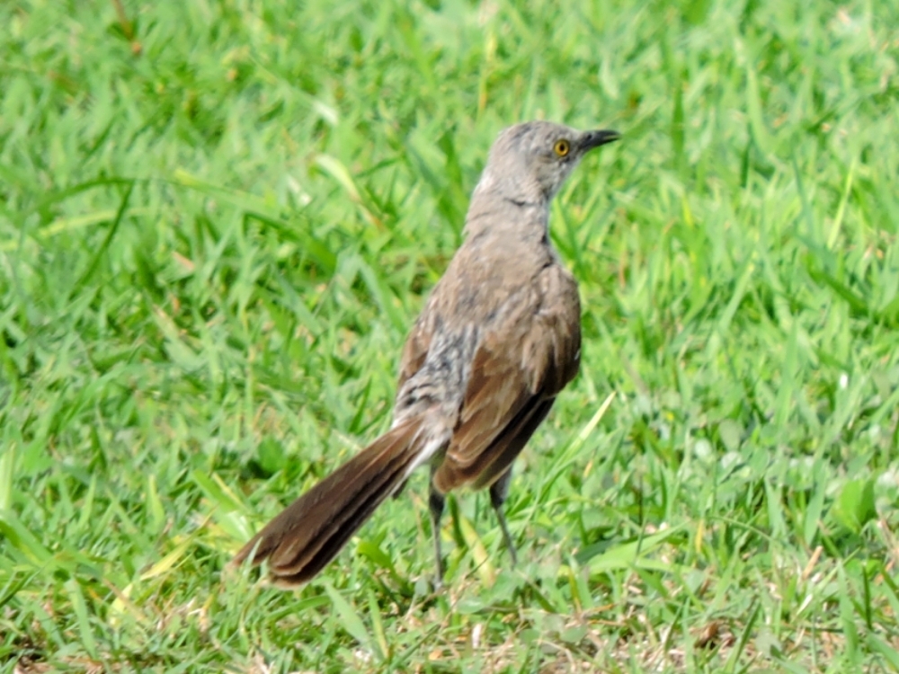 Bahama Mockingbird