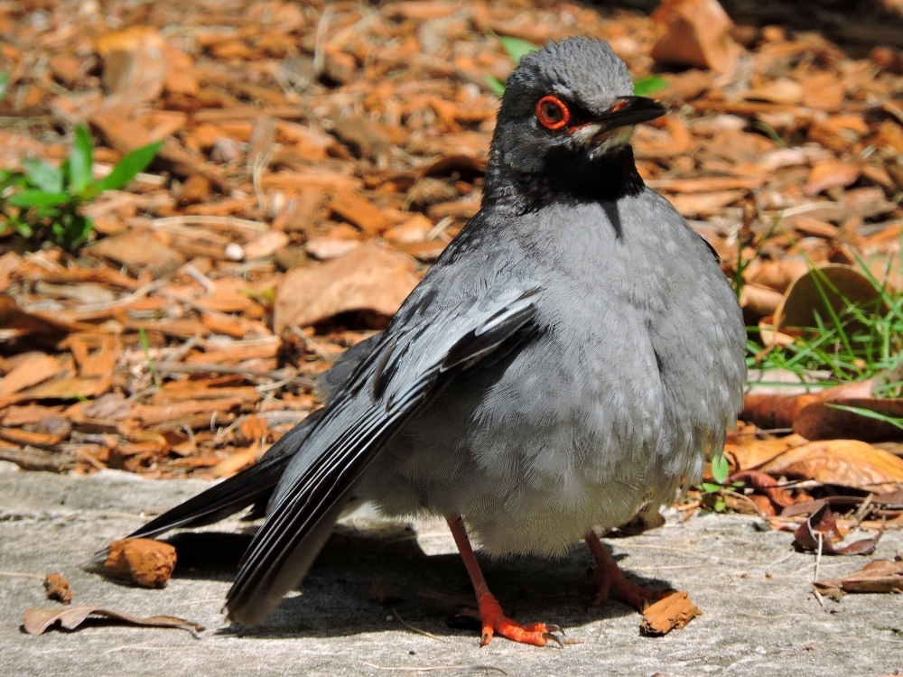 Red-Legged Thrush