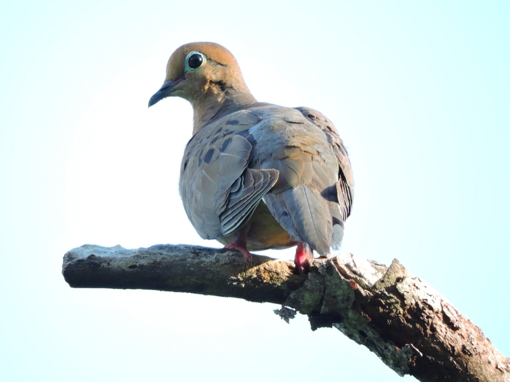 Zenaida Dove