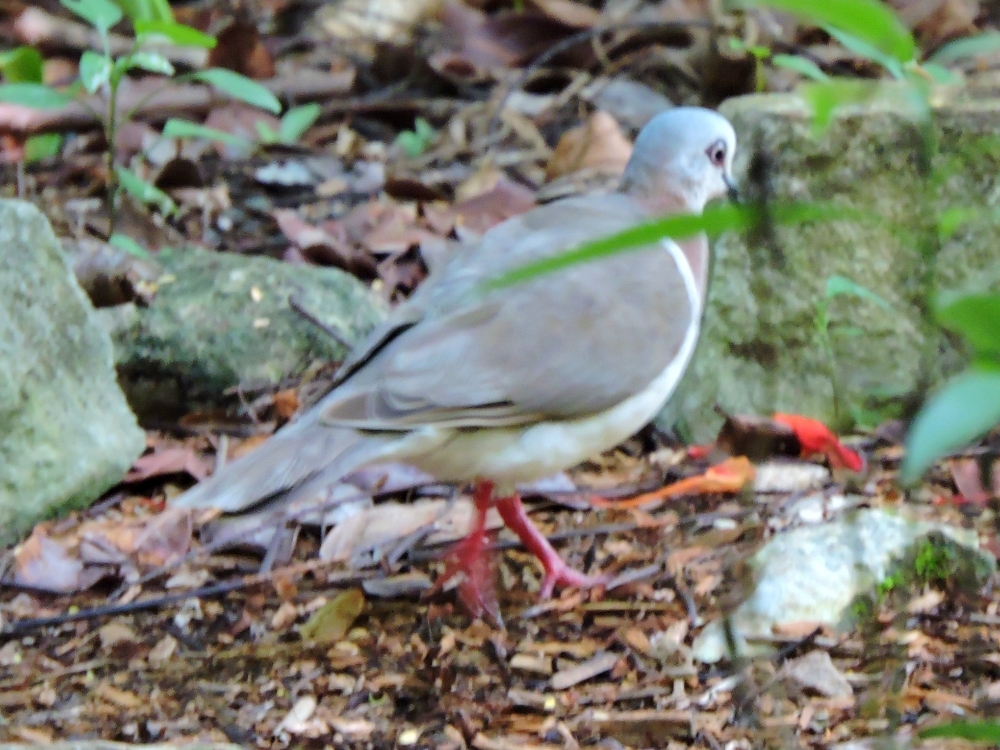 Caribbean Dove