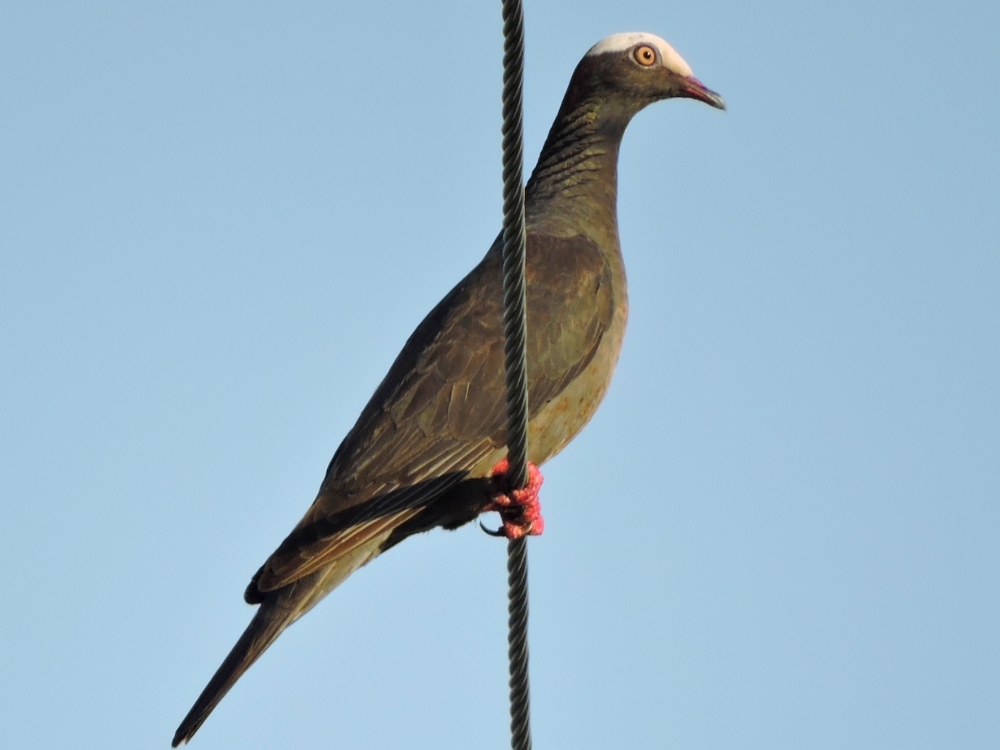 White-Crowned Pigeon