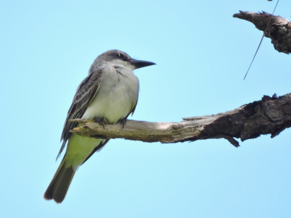 LaSagra Flycatcher