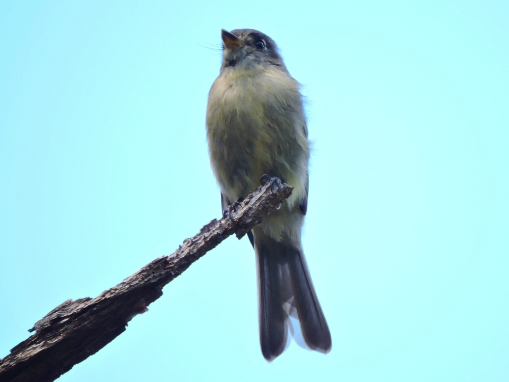 Cuban Pewee