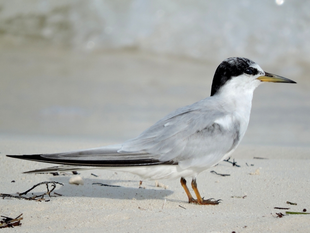 Least Tern