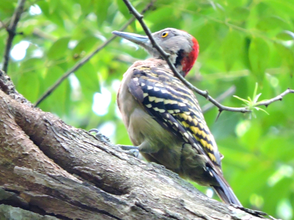 Hispaniolan Woodpecker