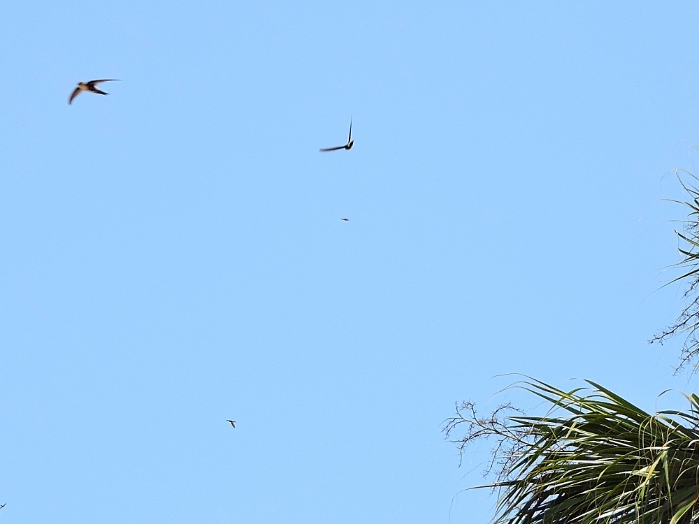 Antillean Palm-Swift