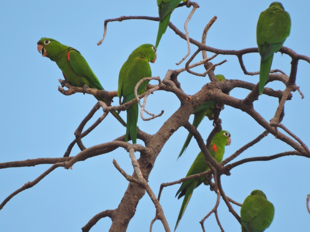 Hispaniolan Parakeet