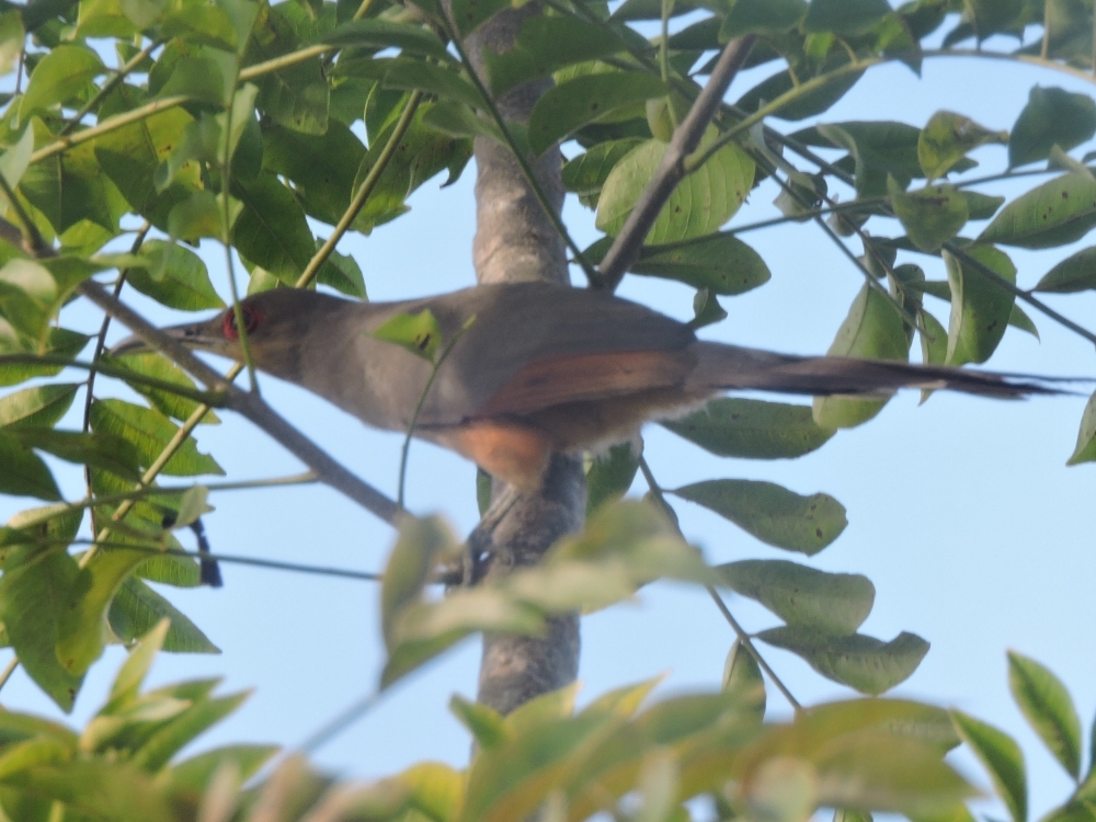 Hispaniolan Lizard-Cuckoo