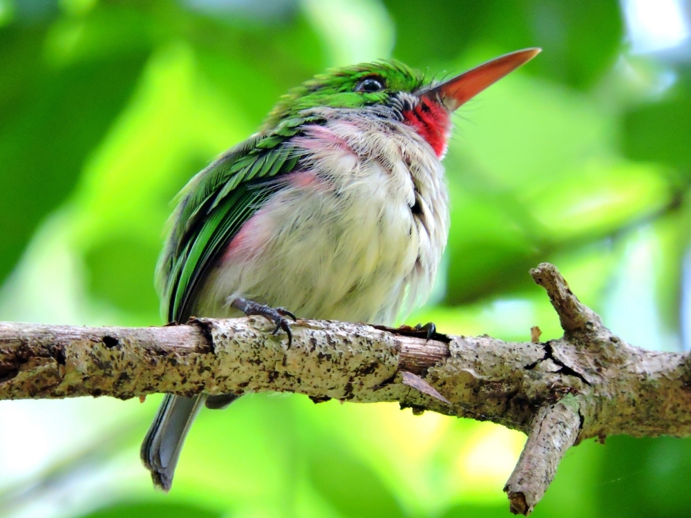 Broad-Billed Tody