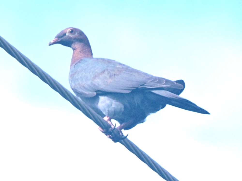 Scaly-Naped Pigeon