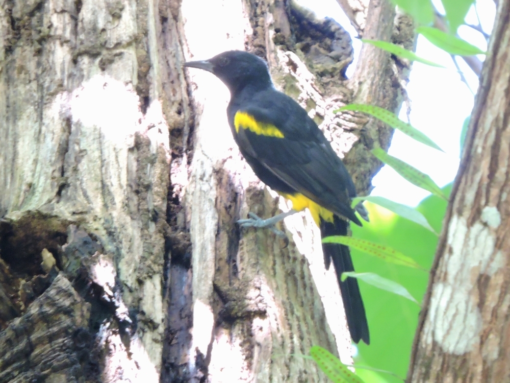 Puerto Rican Oriole