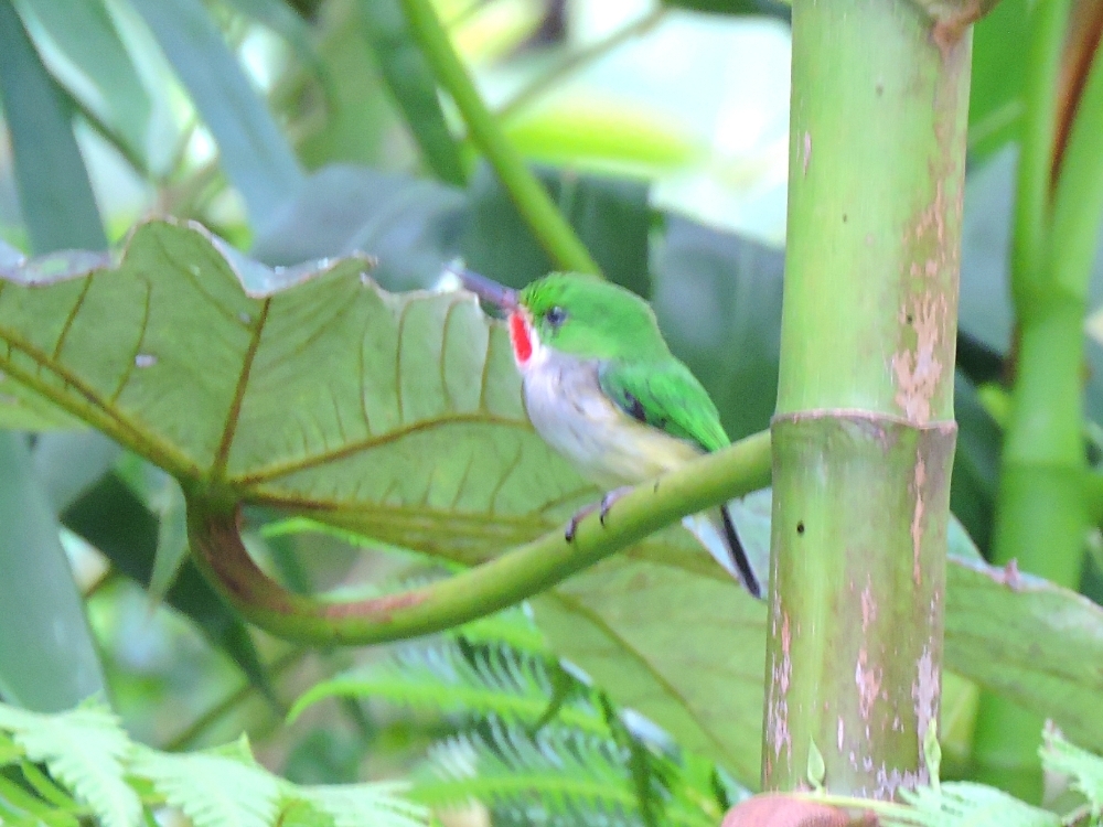 Puerto Rican Tody