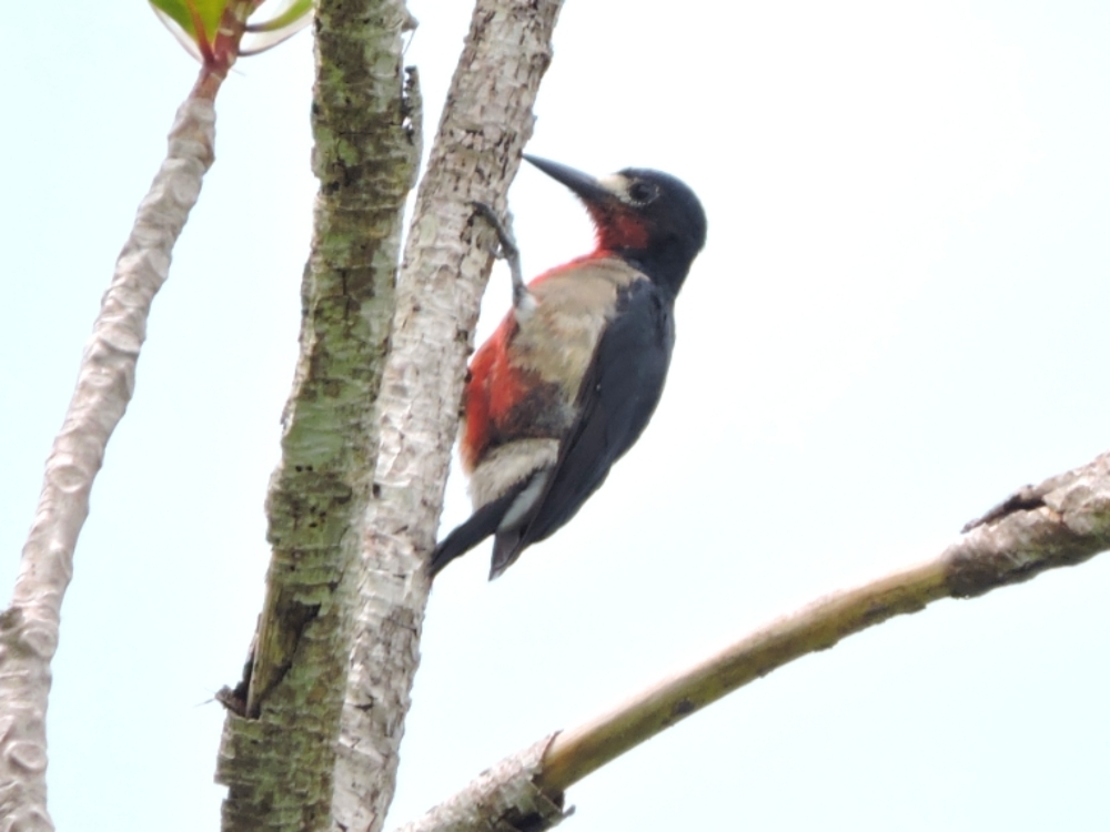 Puerto Rican Woodpecker