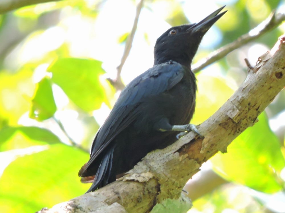 Guadeloupe Woodpecker