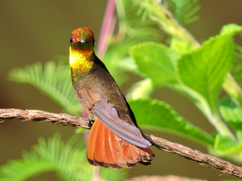 Ruby-Topaz Hummingbird