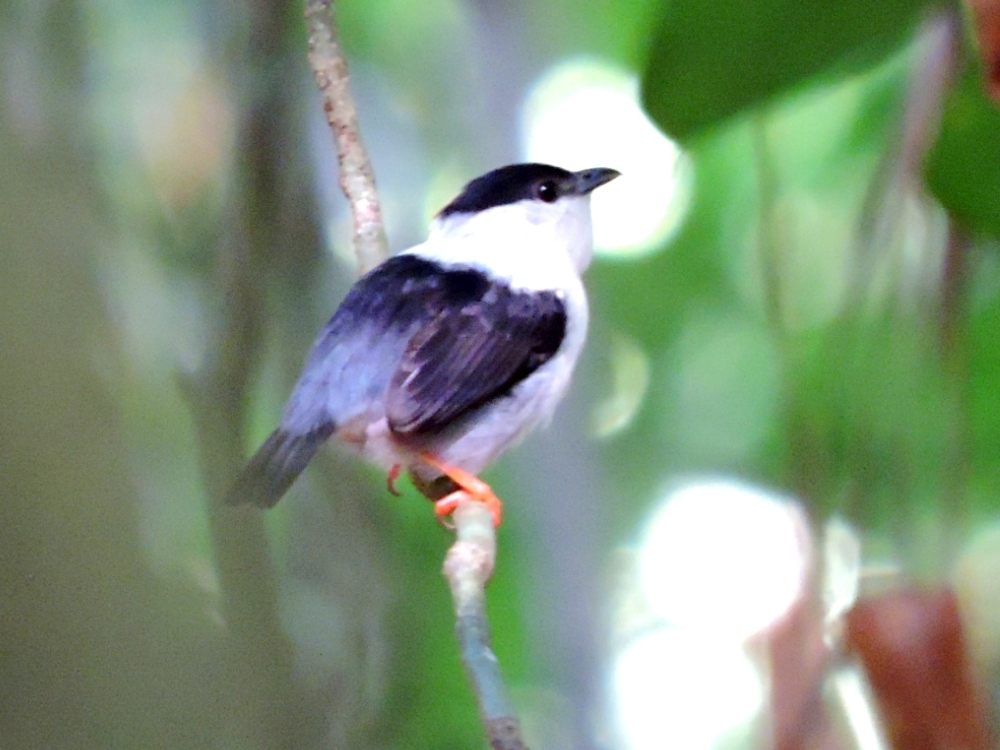 White-Bearded Manakin