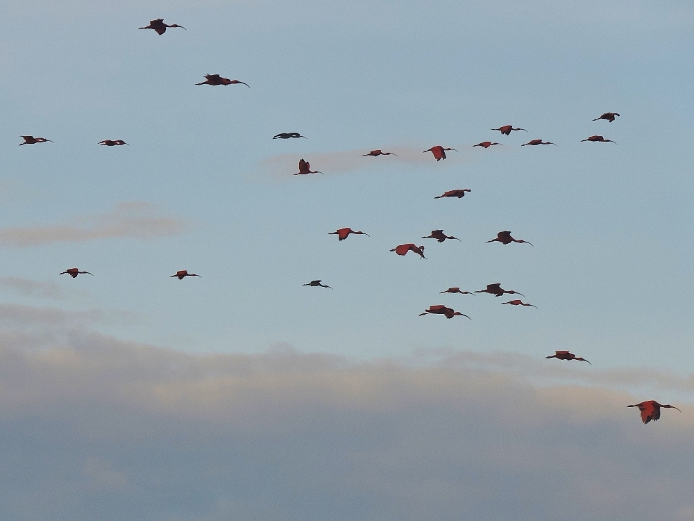 Scarlet Ibis