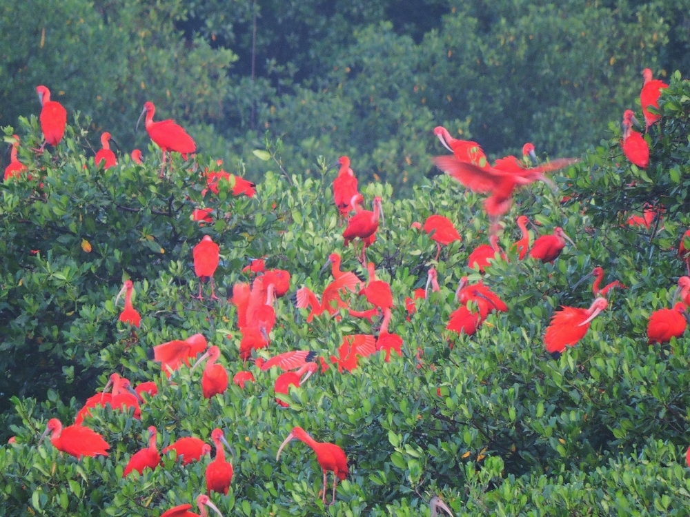 Scarlet Ibis