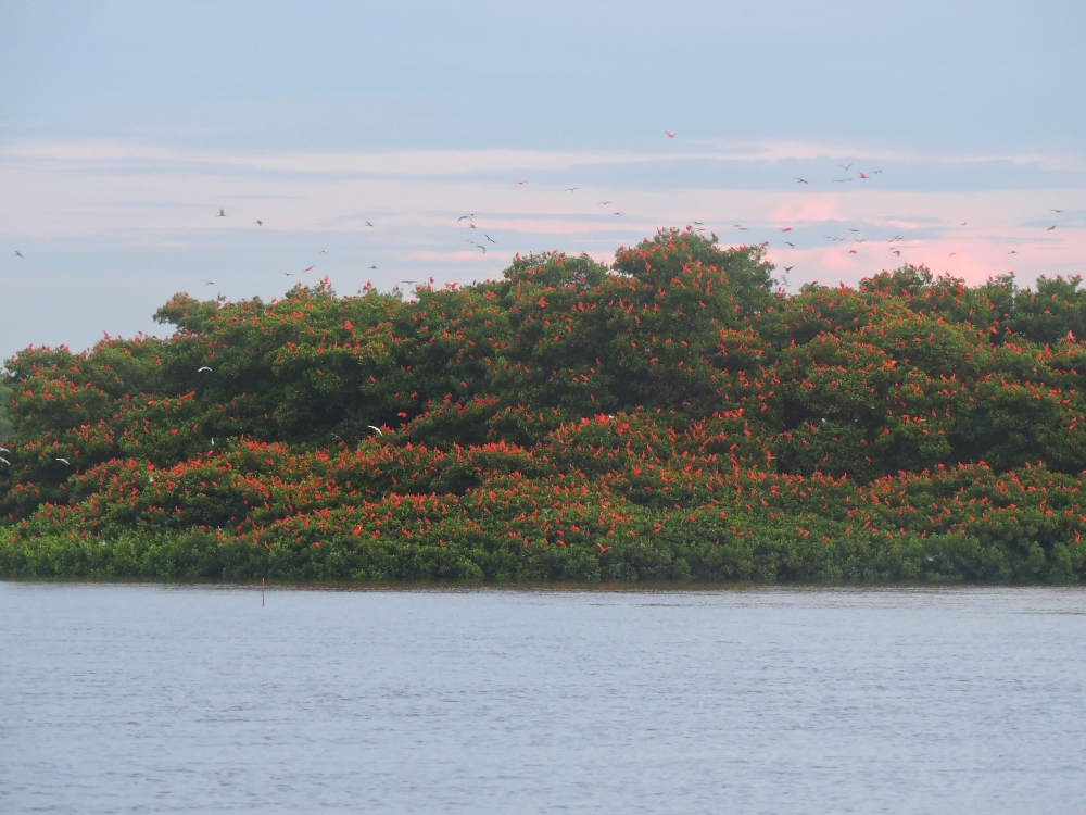 Scarlet Ibis