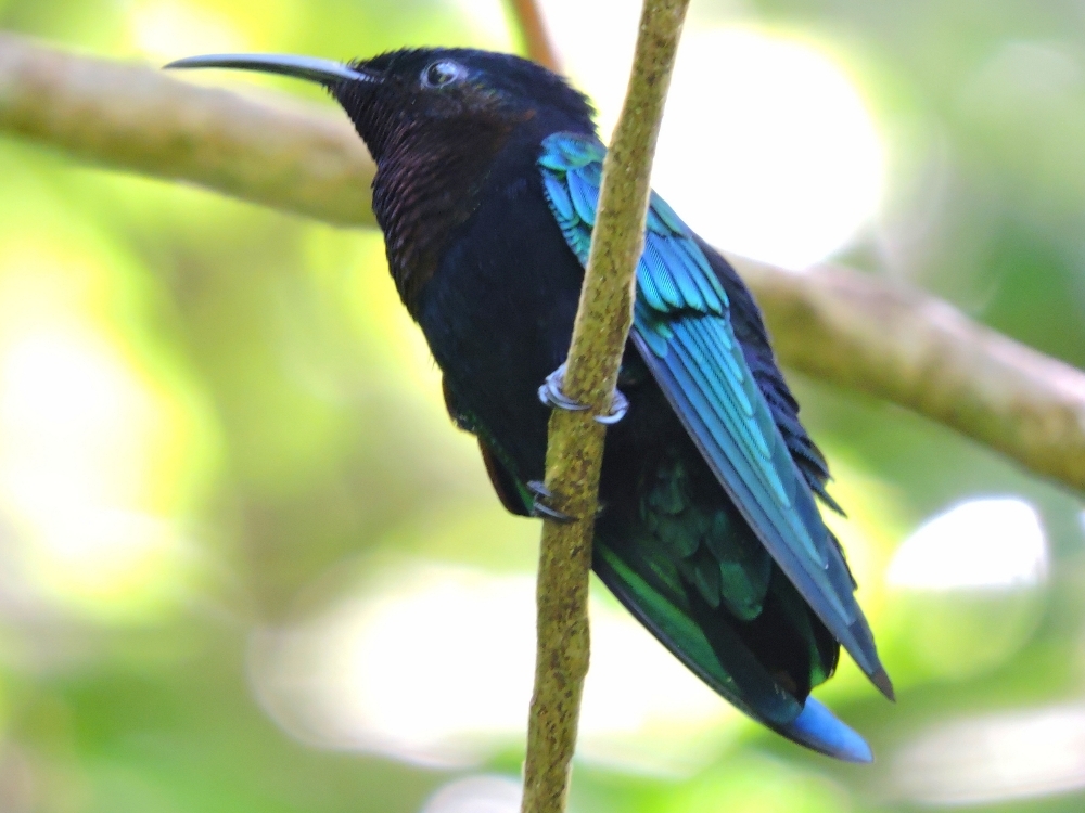 Purple-Throated Carib