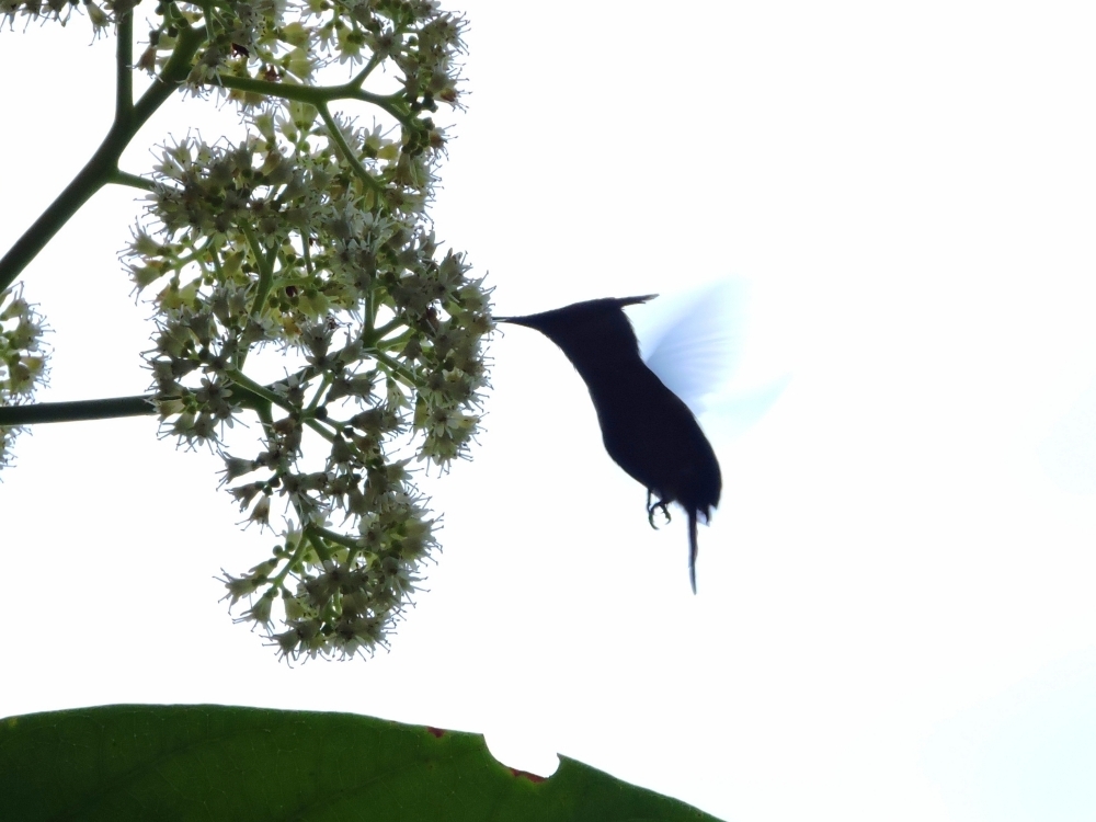 Antillean Crested Hummingbird