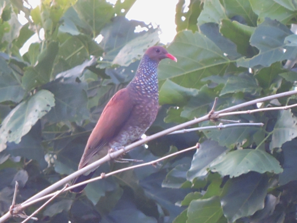 Scaled Pigeon