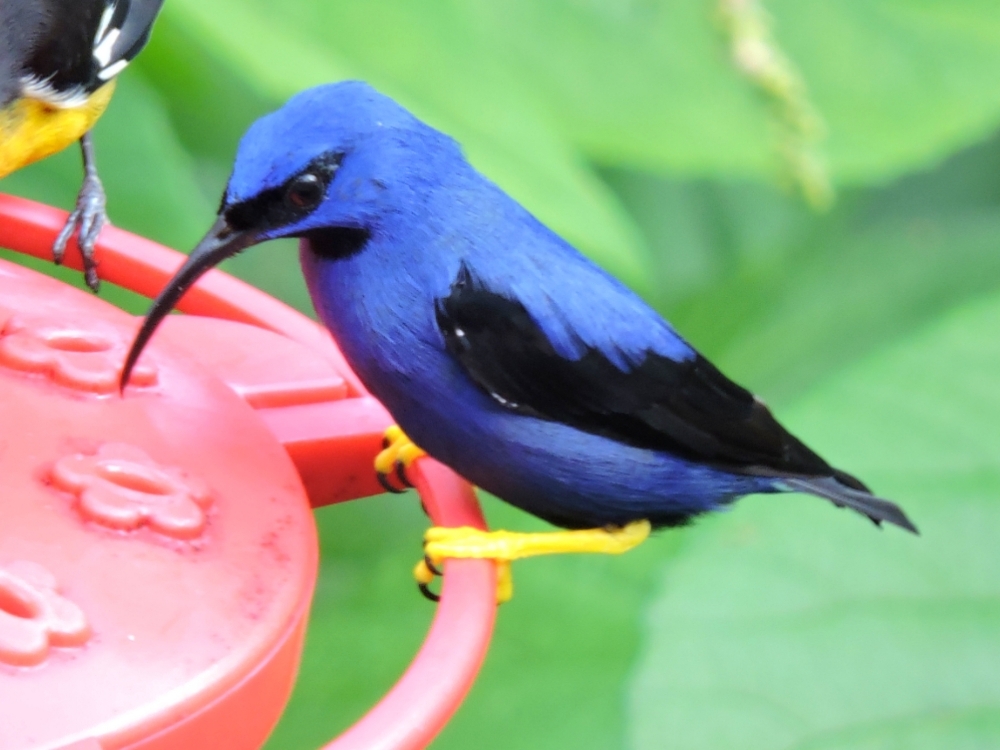 Purple Honeycreeper