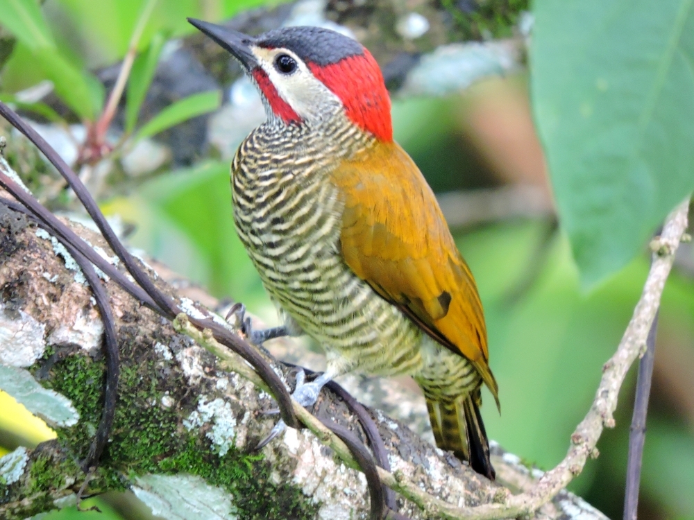 Golden-Olive Woodpecker