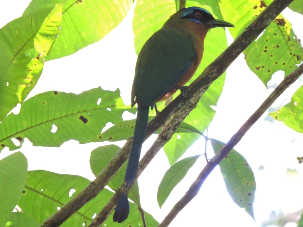 Trinidad Motmot