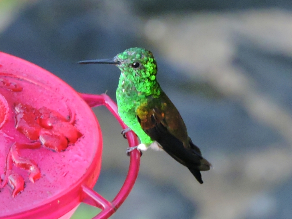 Copper-Rumped Hummingbird