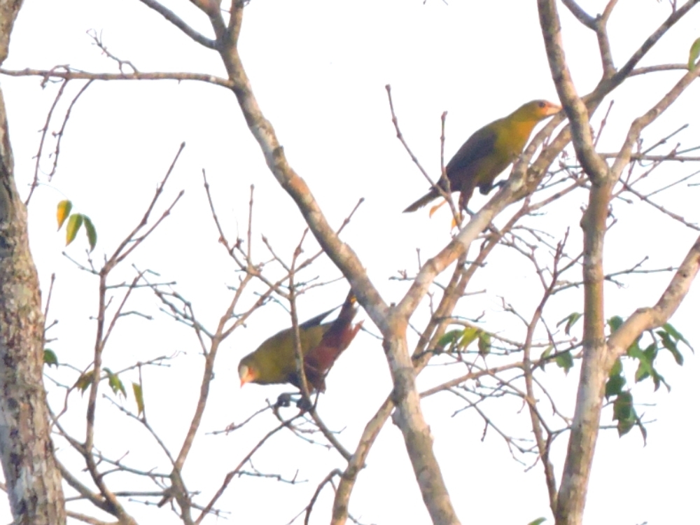 Green Oropendola