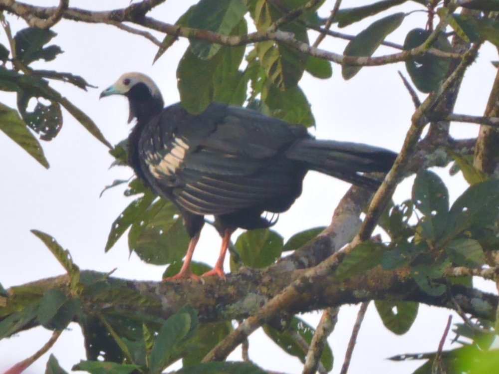 Blue-Throated Piping-Guan