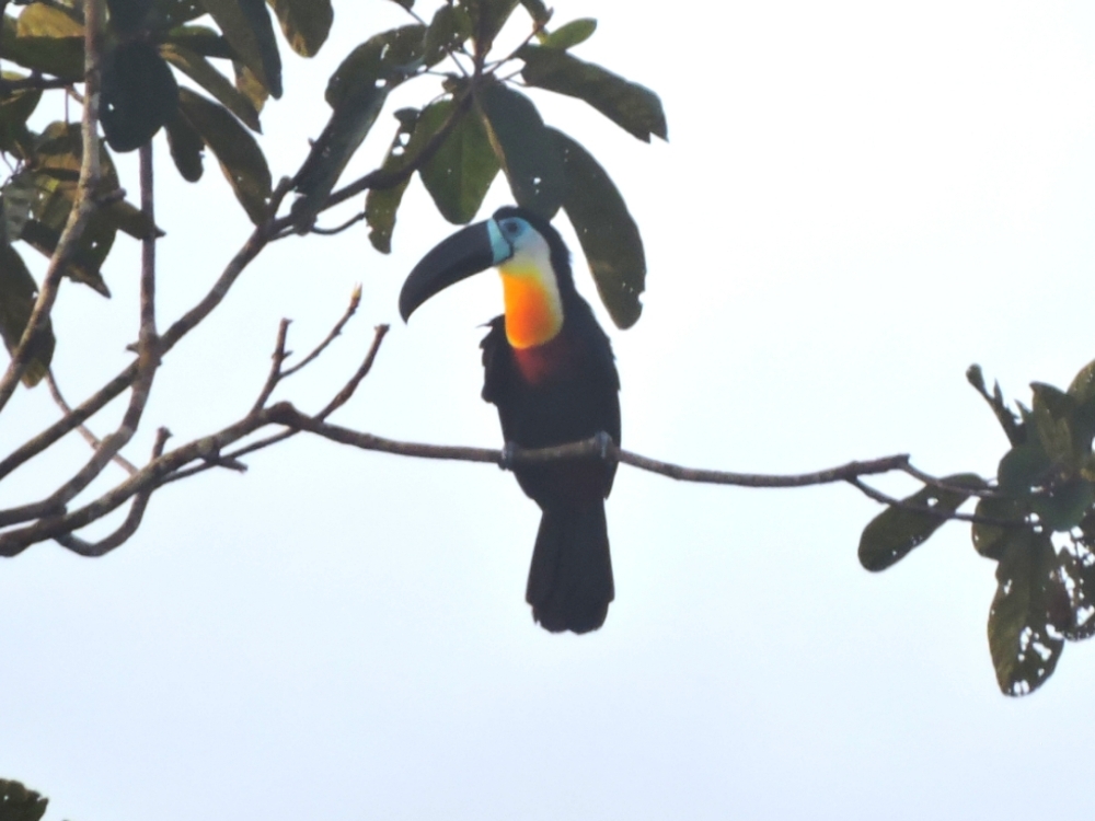 White-Throated Toucan