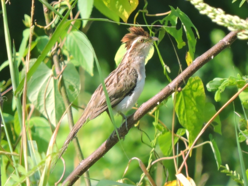 Striped Cuckoo