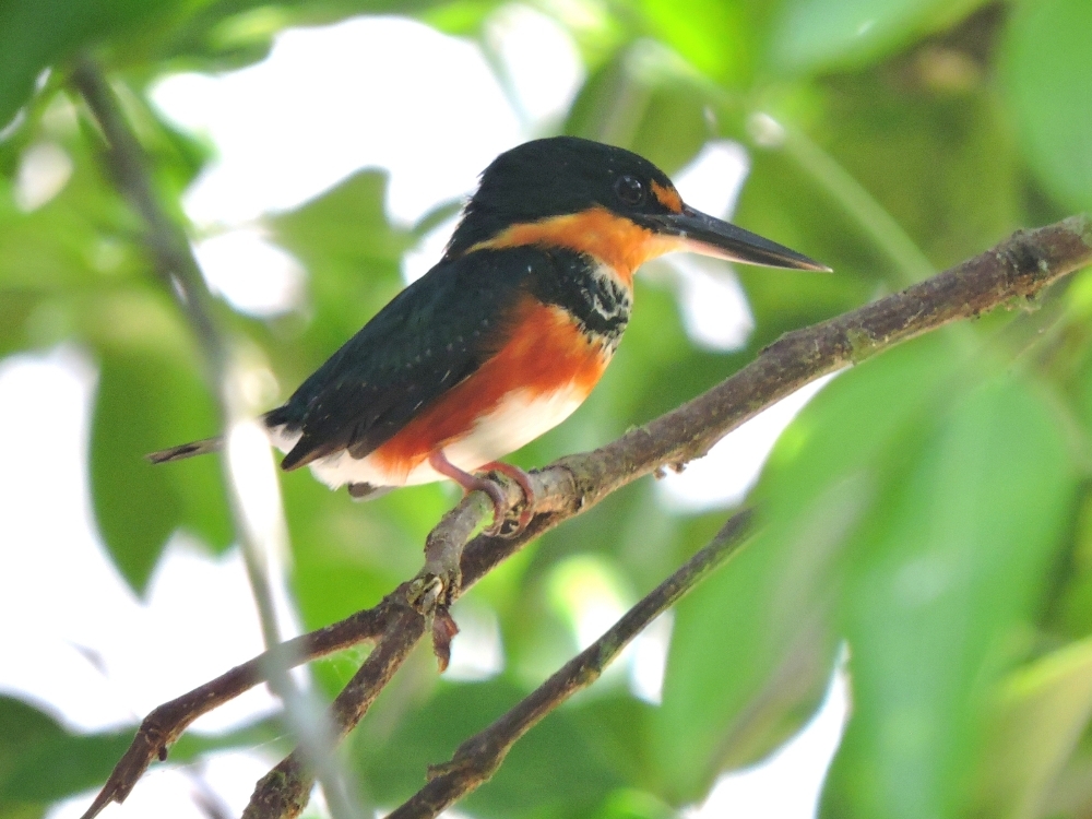 American Pygmy Kingfisher