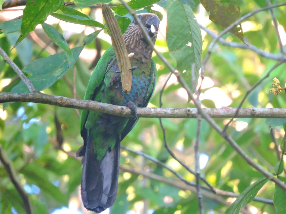 Red-Fan Parrot