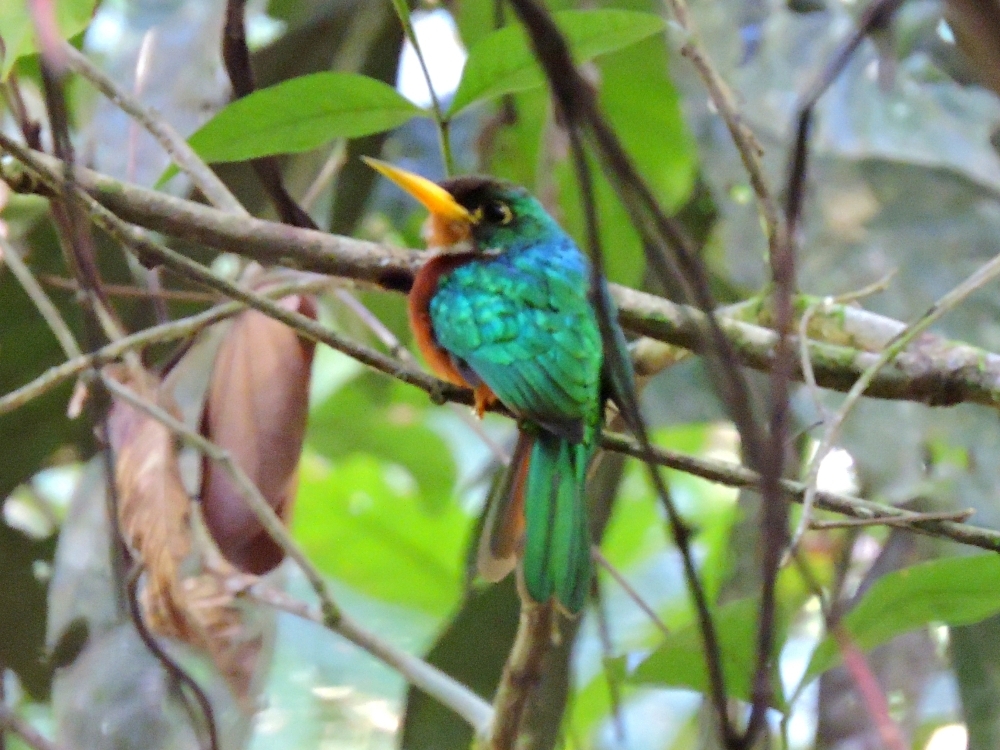 Yellow-Billed Jacamar