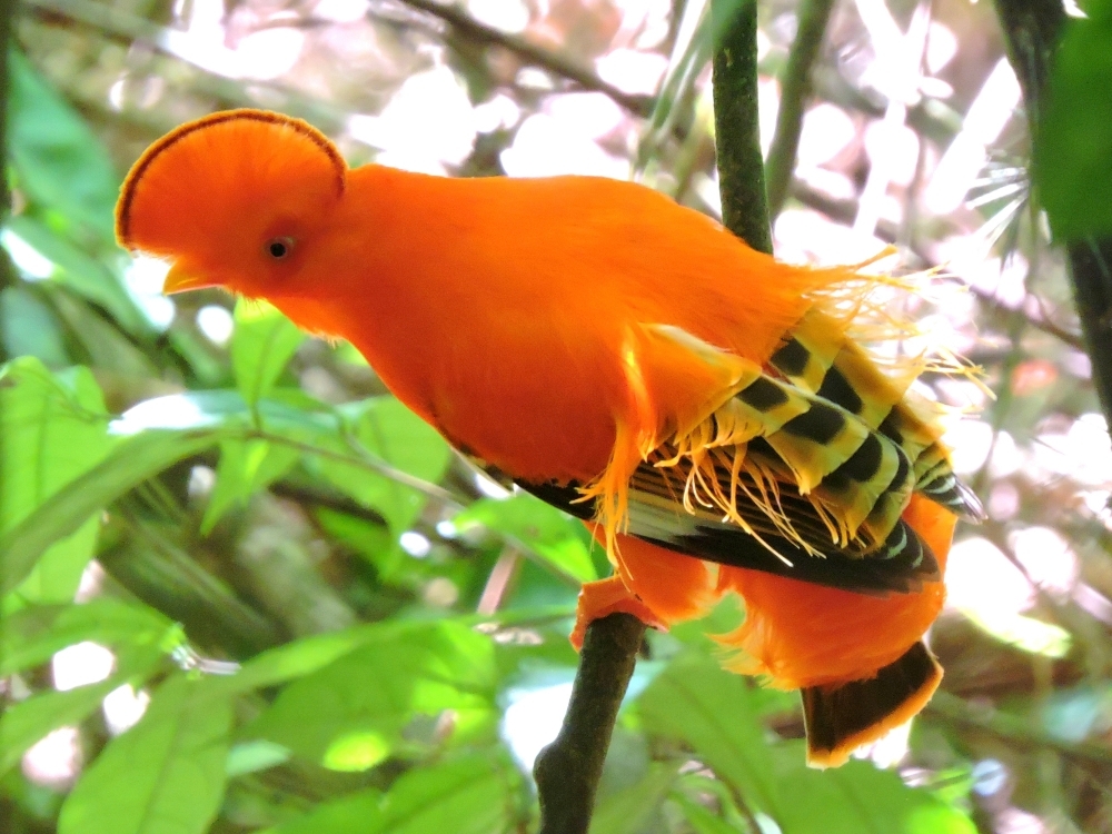 Guianan Cock-of-the-Rock