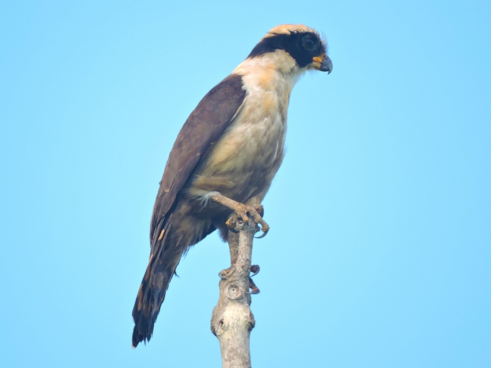 Laughing Falcon