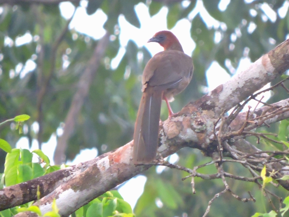 Variable Chachalaca