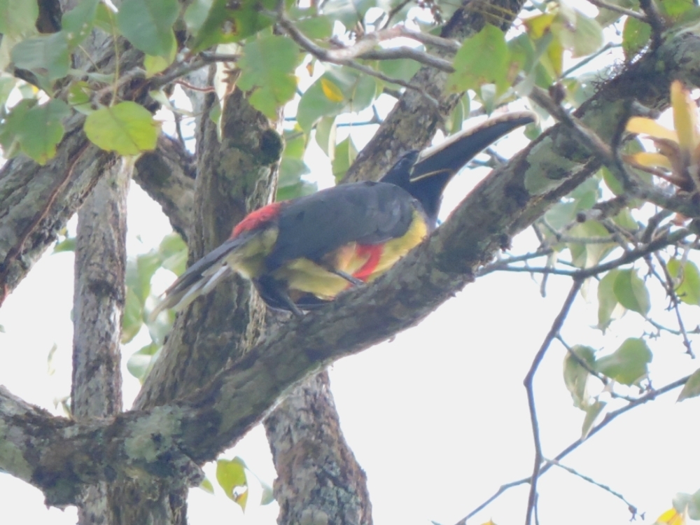 Black-Necked Aracari