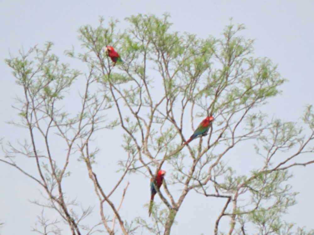 Red-and-Green Macaw